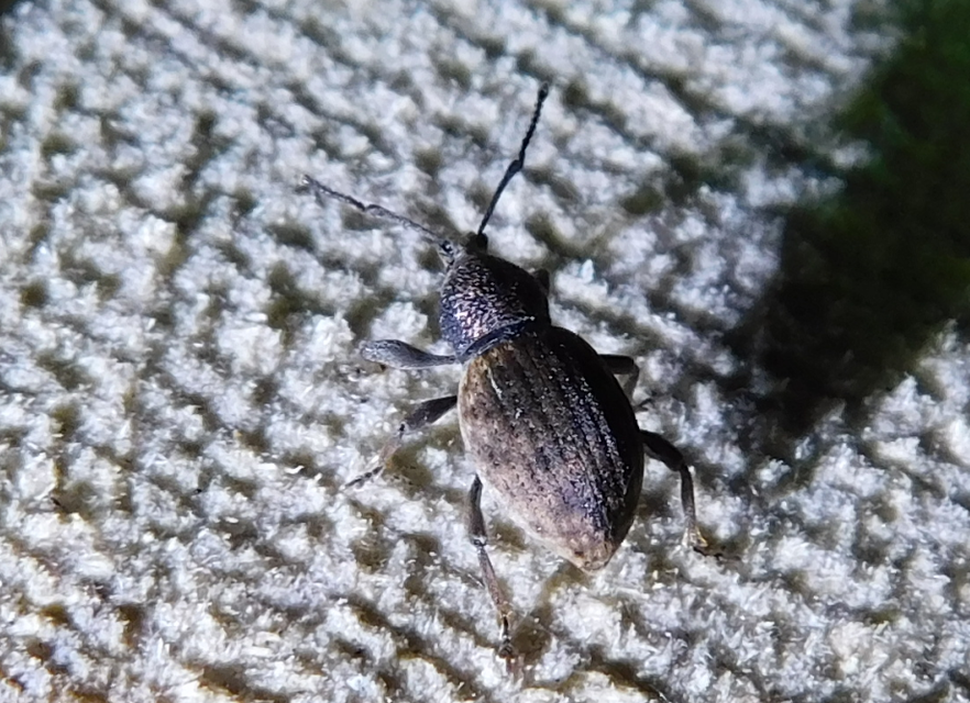 Otiorhynchus raucus - molyhos gyalogormányos