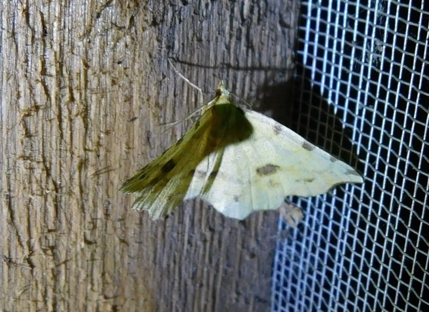 foltosszélű araszoló - Therapis flavicaria