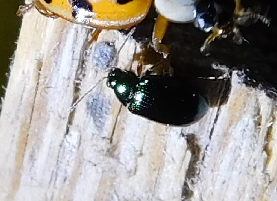 Crepidodera