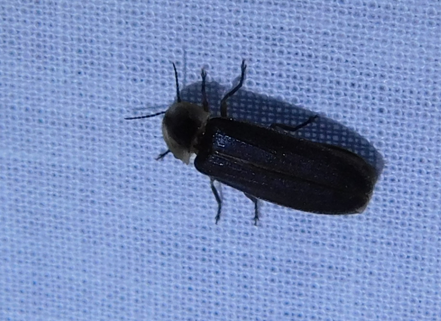 Lampyris noctiluca - nagy szentjánosbogár