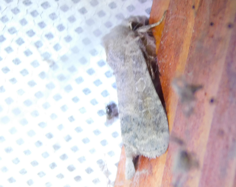 Parastichtis suspecta - sötét erdeibagoly