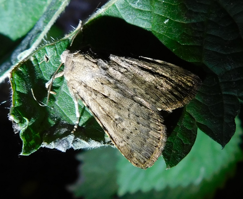 hamvas földibagoly - Rhyacia simulans