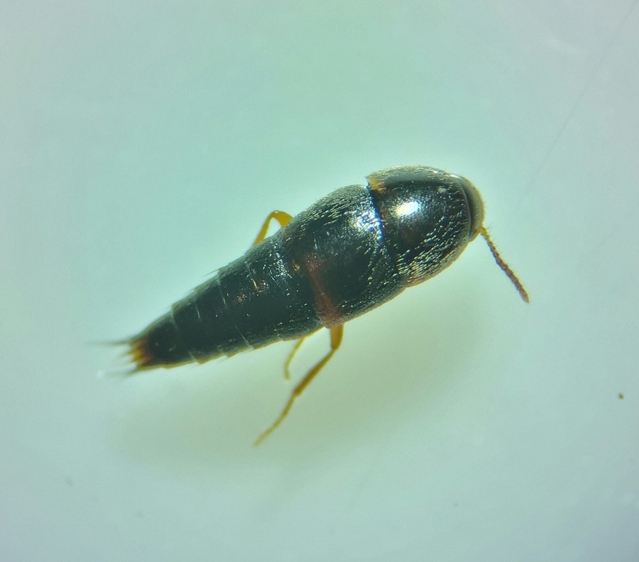 Sepedophilus pedicularius - recés pihésholyva