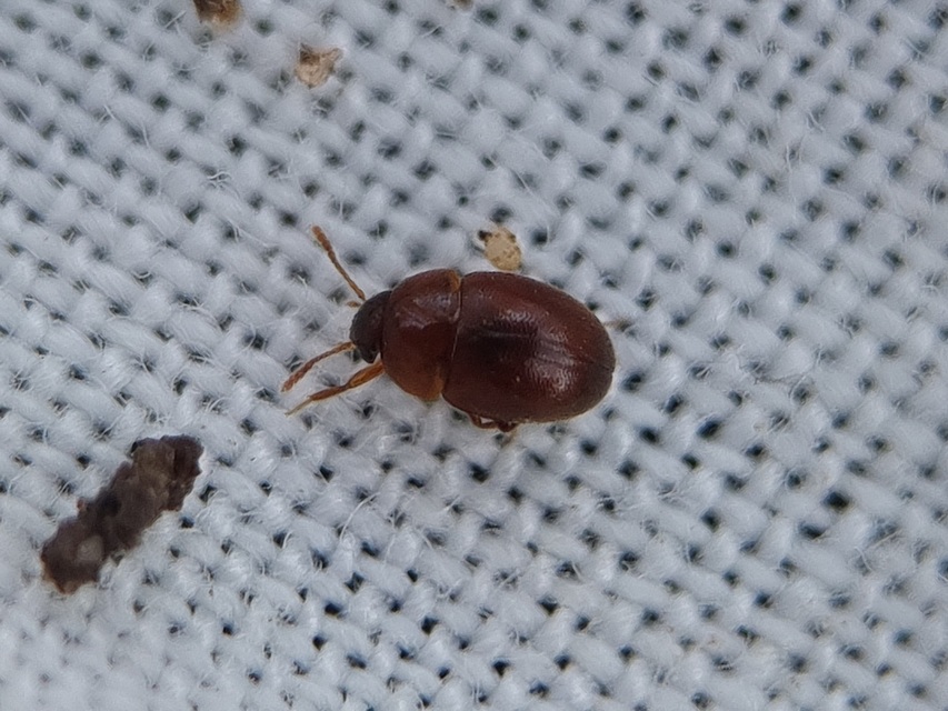 Leiodidae - pecebogárfélék Leiodidae - pecebogárfélék
