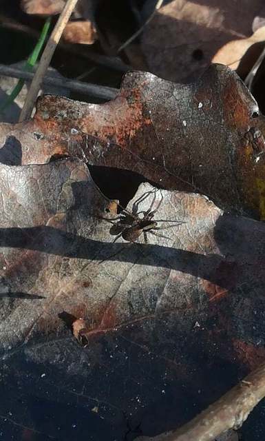 Pardosa alacris/lugubris
