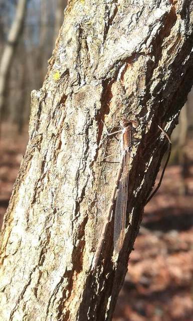 Sympecma fusca - téli rablószitakötő