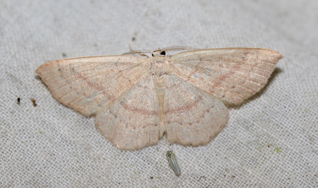 Cyclophora linearia - vonalas pettyesaraszoló