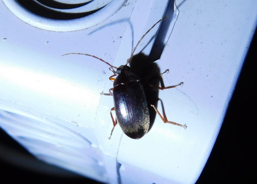 Hymenalia rufipes - rőtlábú alkonybogár