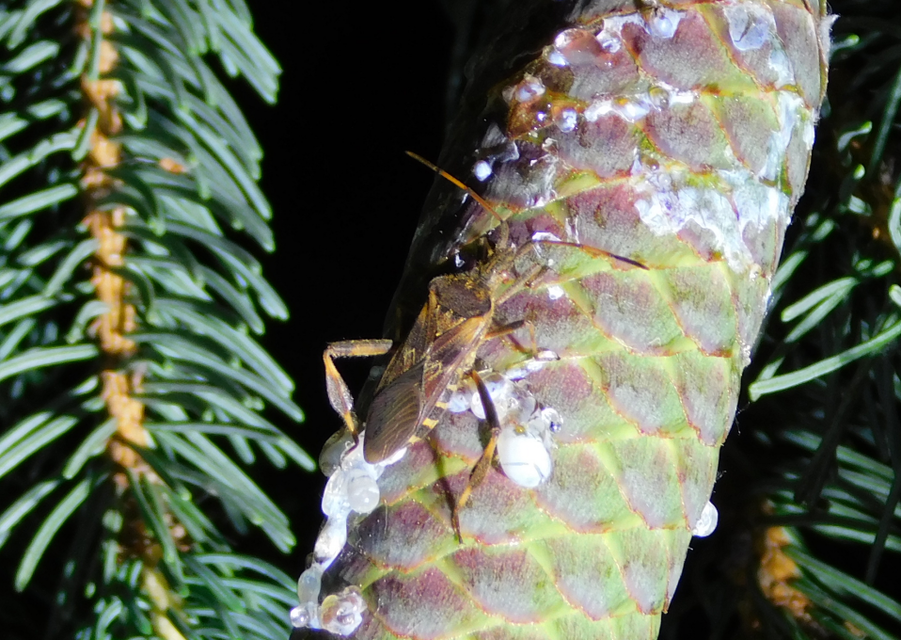 Leptoglossus occidentalis - nyugati levéllábú poloska Leptoglossus occidentalis - nyugati levéllábú poloska