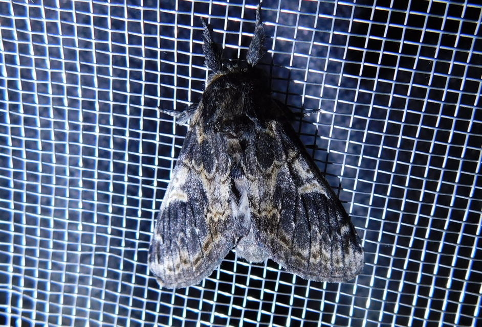 tarajos púposszövő - Notodonta tritophus