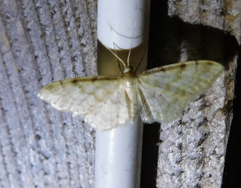 Idaea fuscovenosa - szürkeszélű apróaraszoló