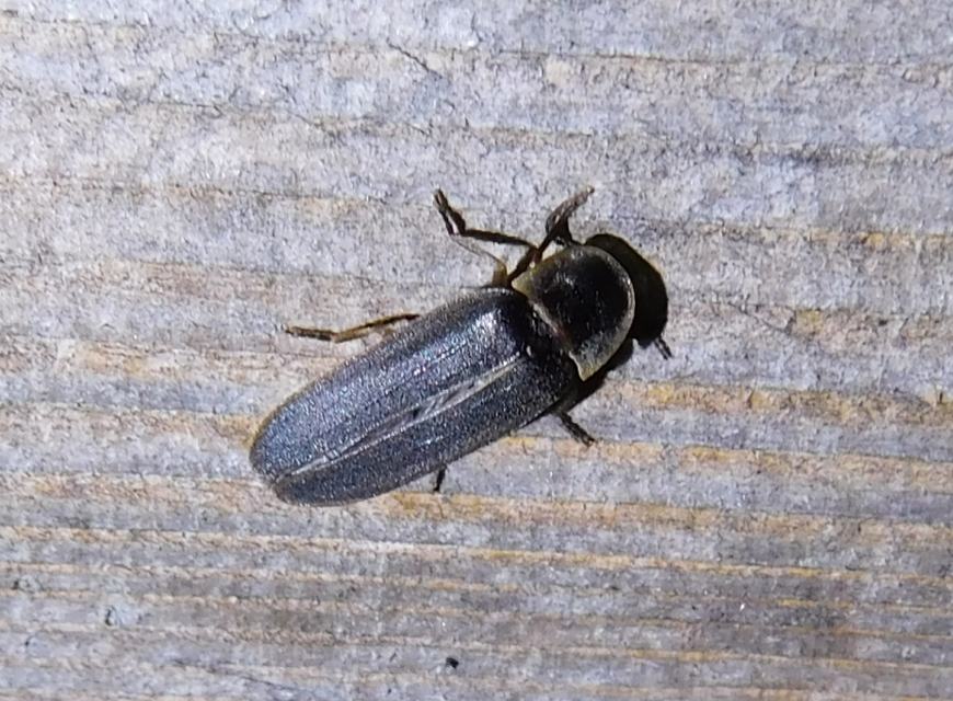 Lampyris noctiluca - nagy szentjánosbogár