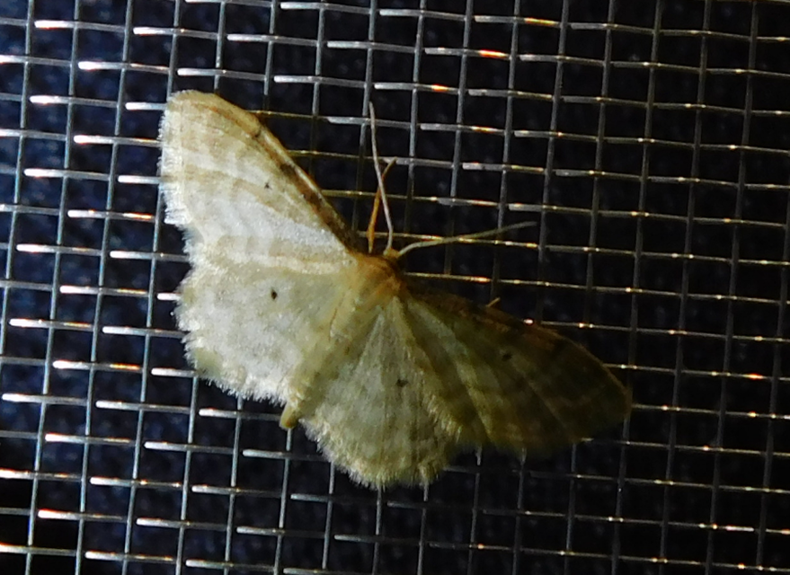 Idaea fuscovenosa - szürkeszélű apróaraszoló