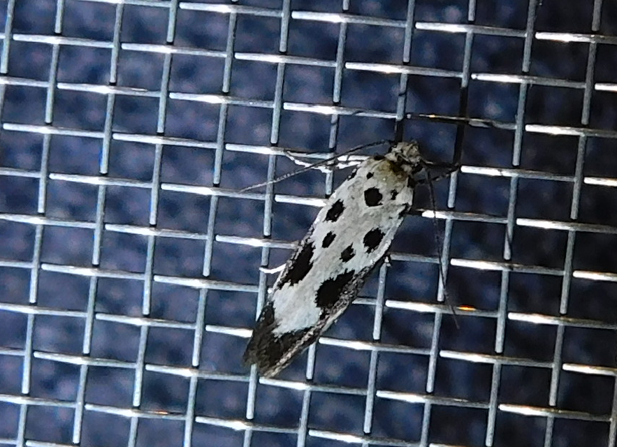 Ethmia quadrillella - gyászos feketemoly