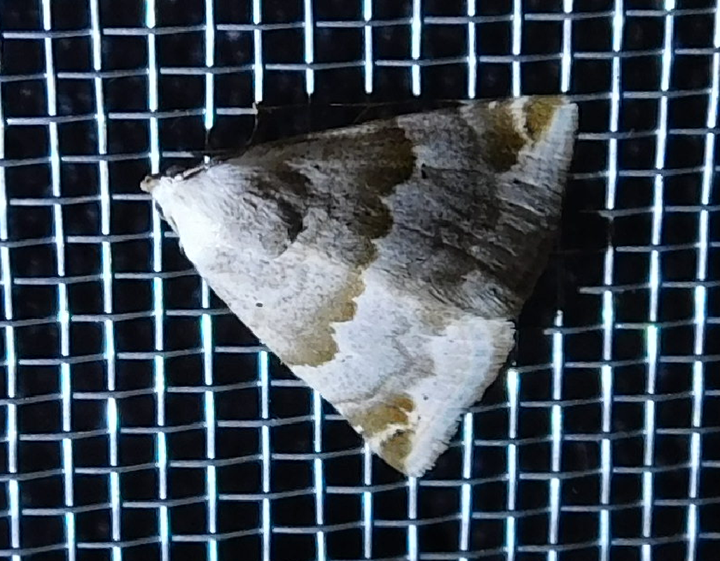 Eublemma amoena - zöldes törpebagoly