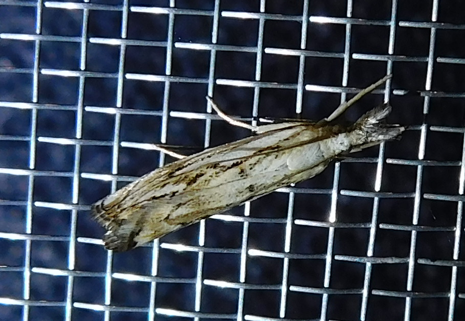 Catoptria falsella - hálós fűgyökérmoly