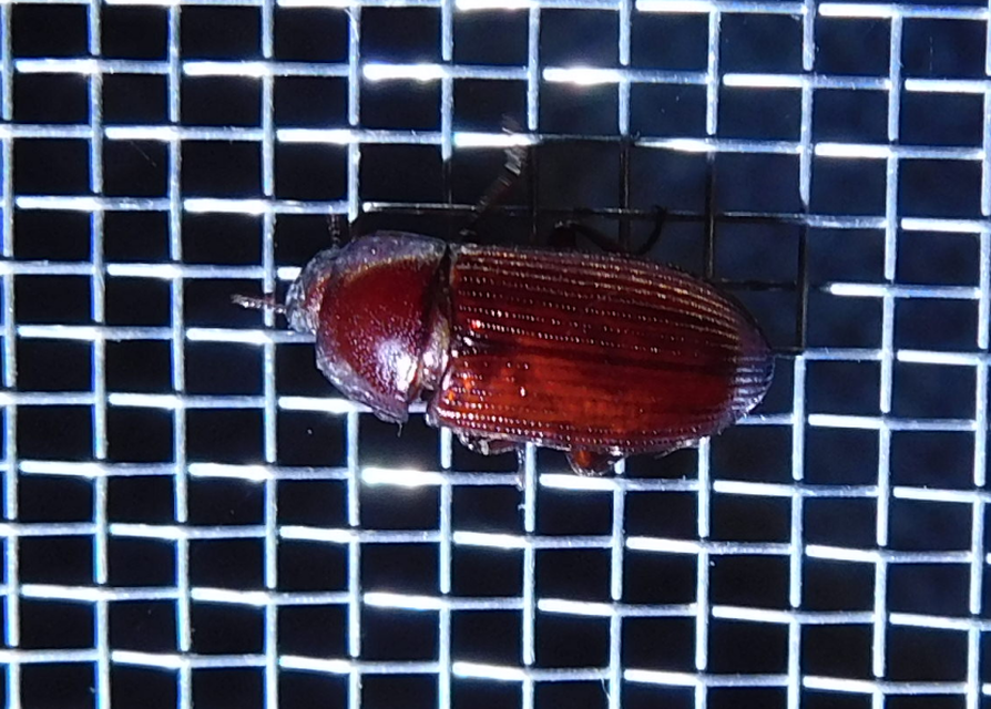 Uloma