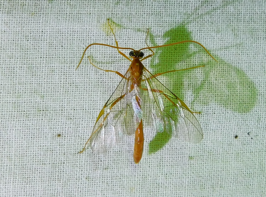 Ophion