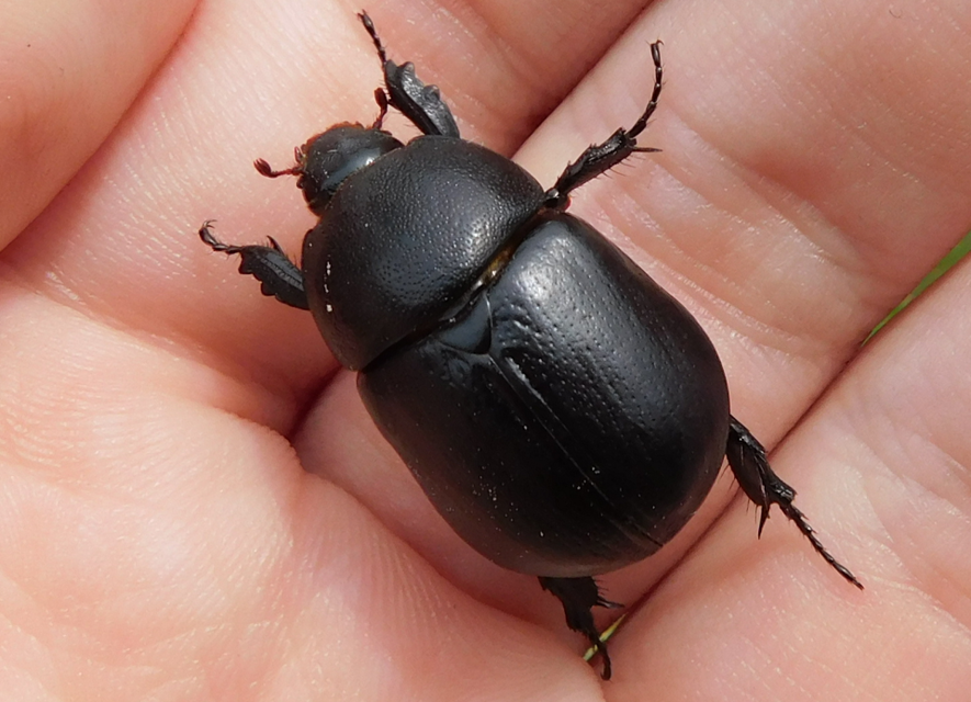Pentodon idiota - butabogár