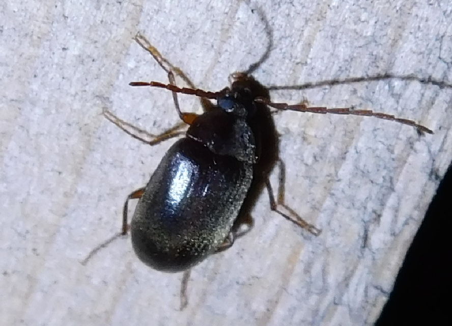 Hymenalia rufipes - rőtlábú alkonybogár