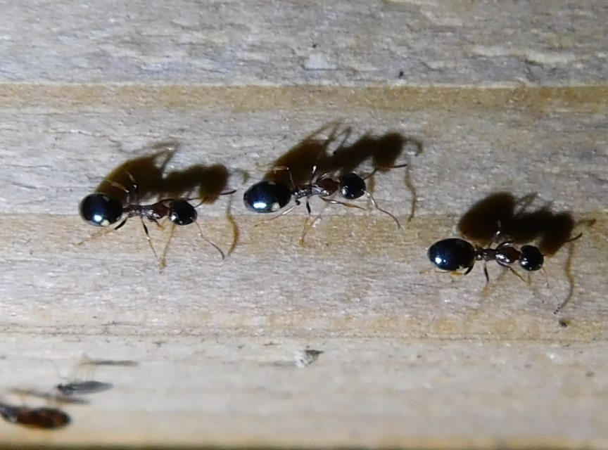 Dolichoderus quadripunctatus - négypettyes erdeihangya