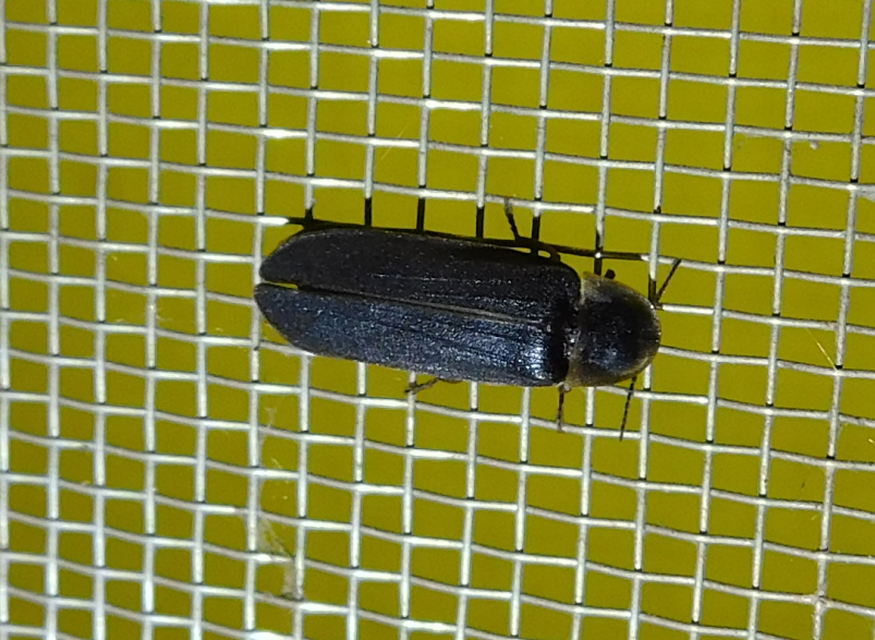 Lampyris noctiluca - nagy szentjánosbogár