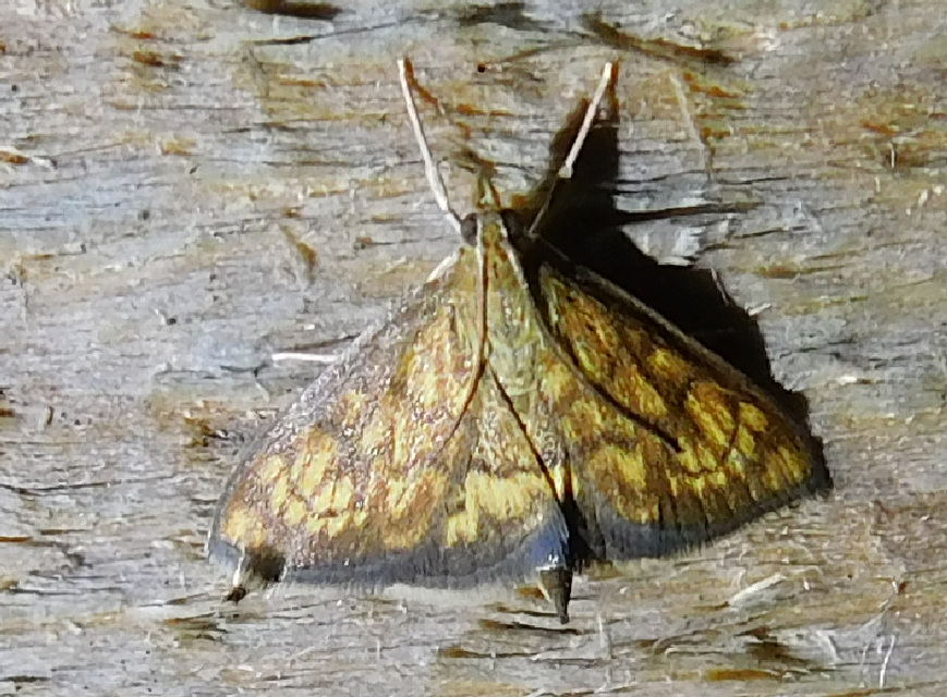 Ecpyrrhorrhoe rubiginalis - rozsdavörös tűzmoly