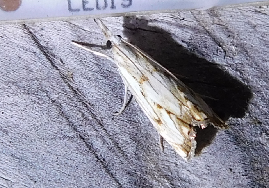 Catoptria falsella - hálós fűgyökérmoly