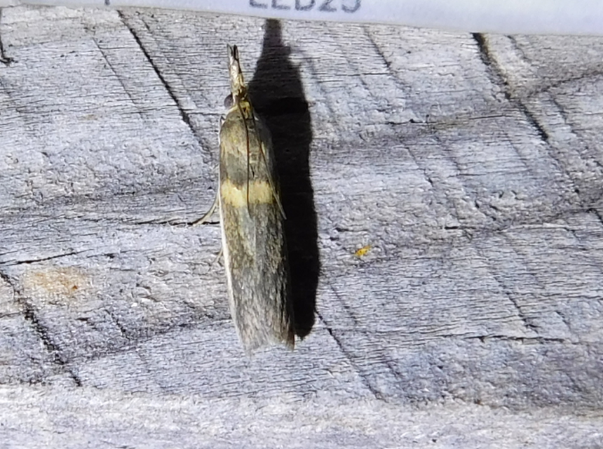 Etiella zinckenella - akácmoly