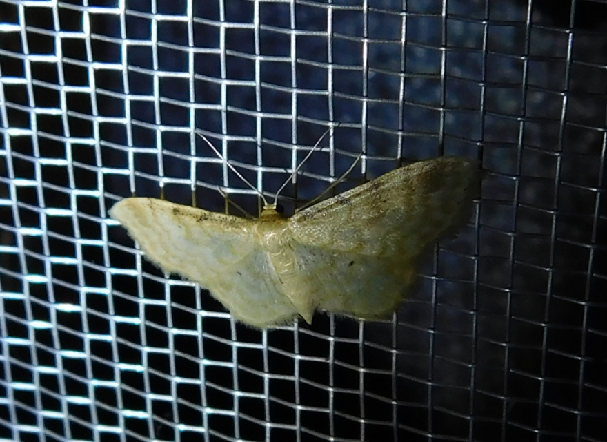 Idaea fuscovenosa - szürkeszélű apróaraszoló