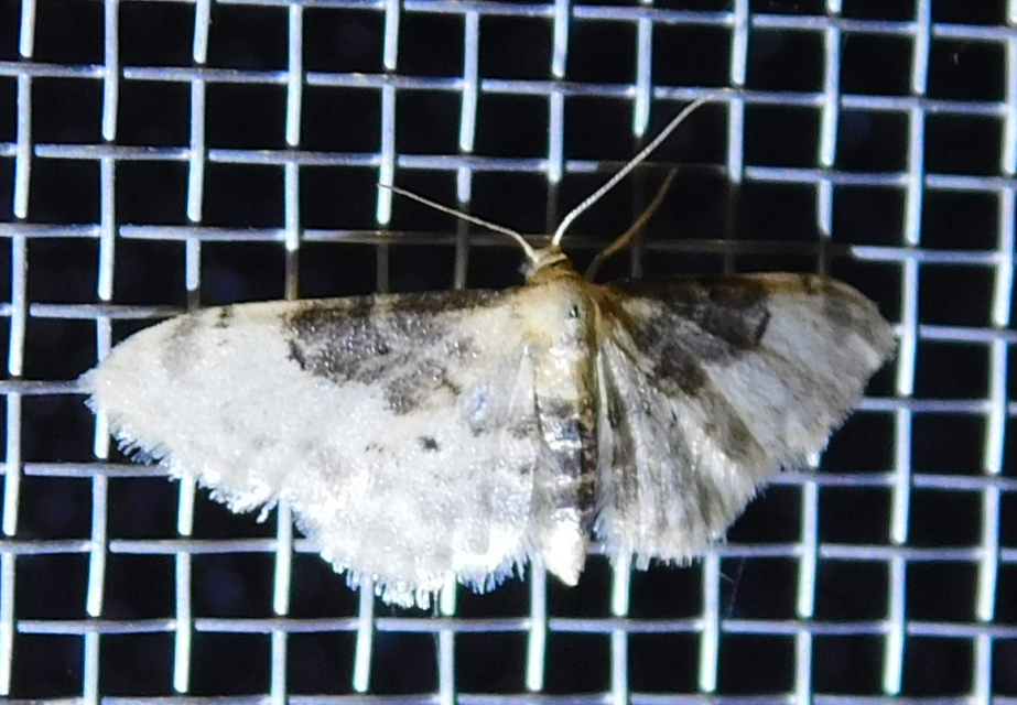 sötéttövű apróaraszoló - Idaea filicata