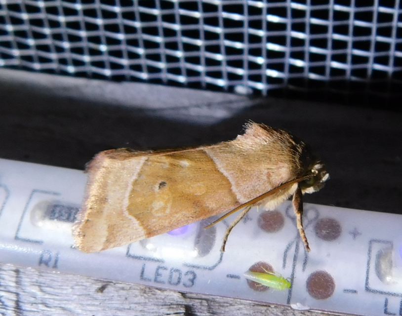 közönséges lombbagoly - Cosmia trapezina