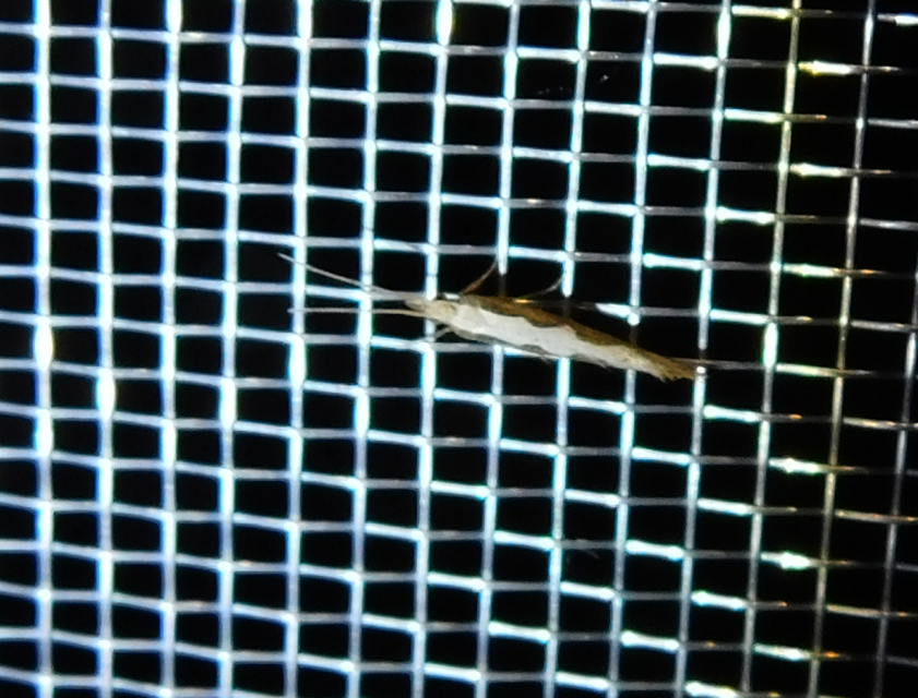Plutella xylostella - káposztamoly