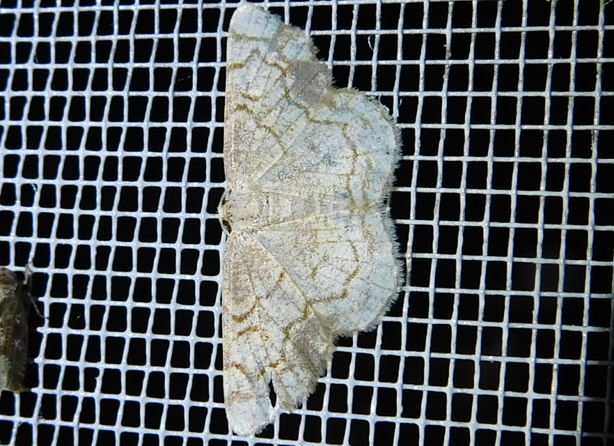 fehérnyár-araszoló - Stegania dilectaria