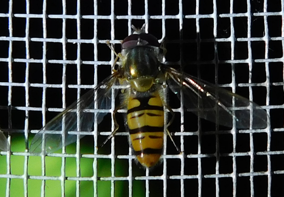 Episyrphus balteatus - ékfoltos zengőlégy