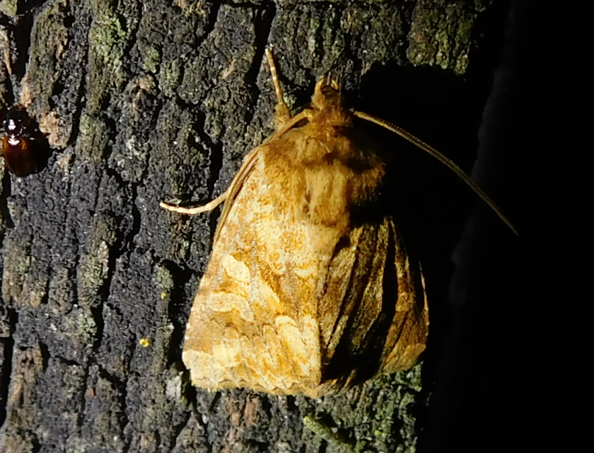 sárgás szegfűbagoly - Conisania luteago