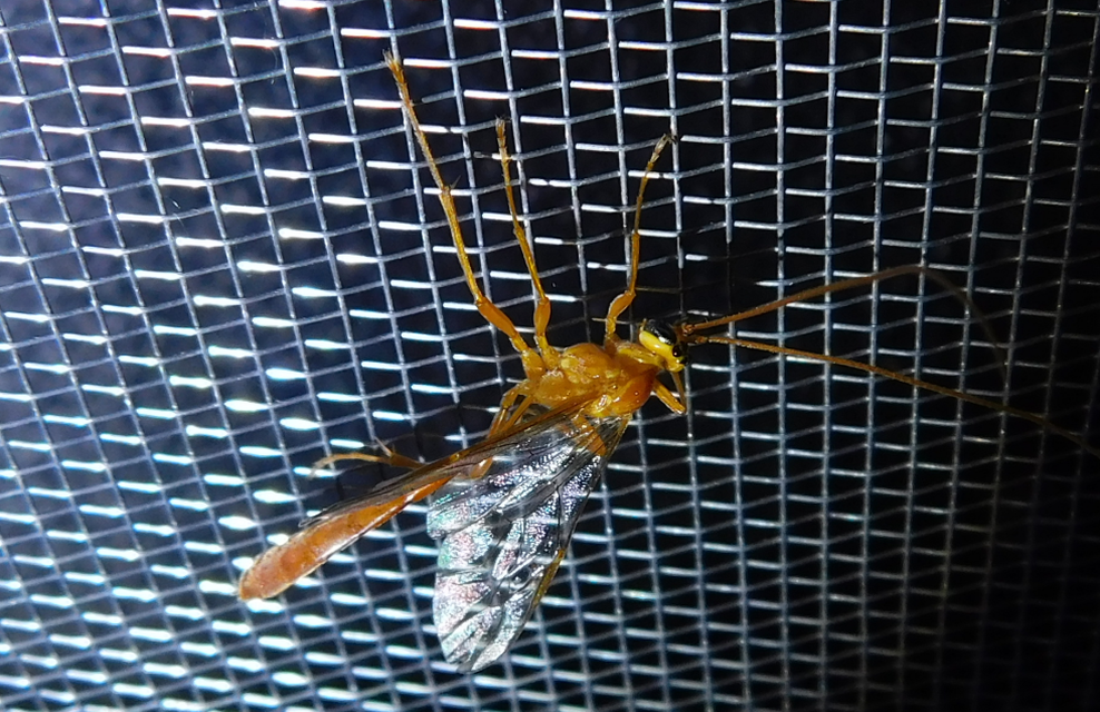 Ophion