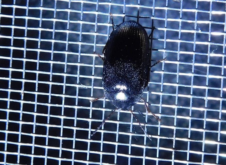 Prionychus melanarius - komor alkonybogár