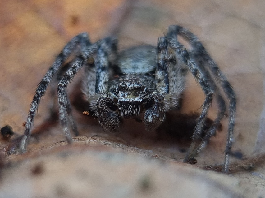 Philodromus margaritatus - bükkfa-fürgekarolópók