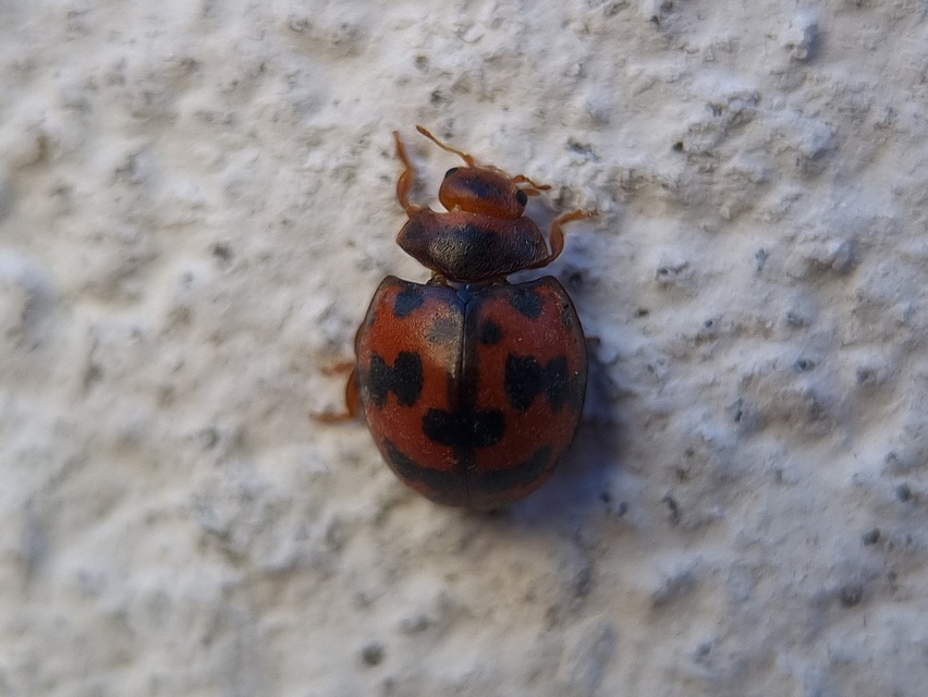 Subcoccinella vigintiquatuorpunctata - lucernaböde