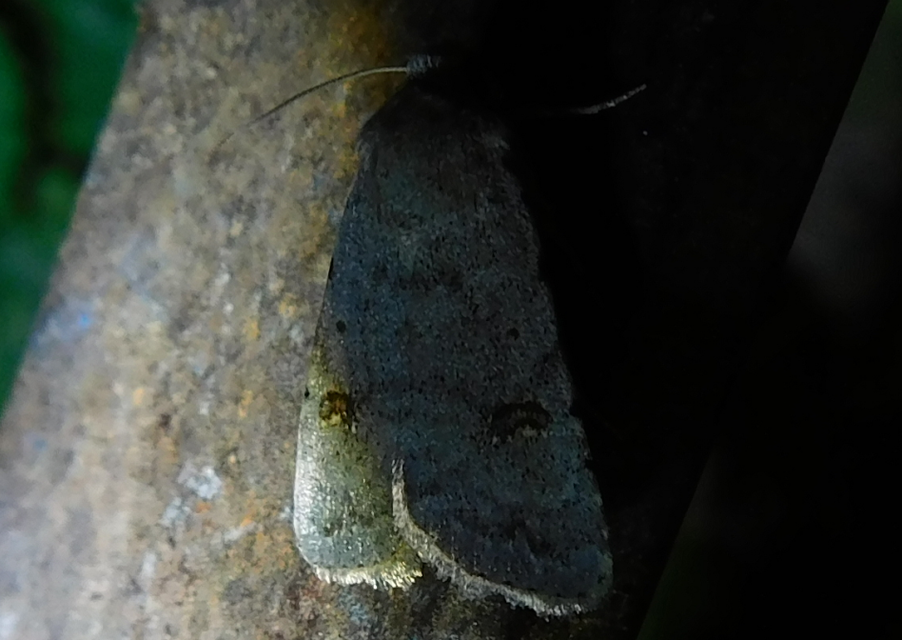 kétfoltos selymesbagoly - Platyperigea kadenii
