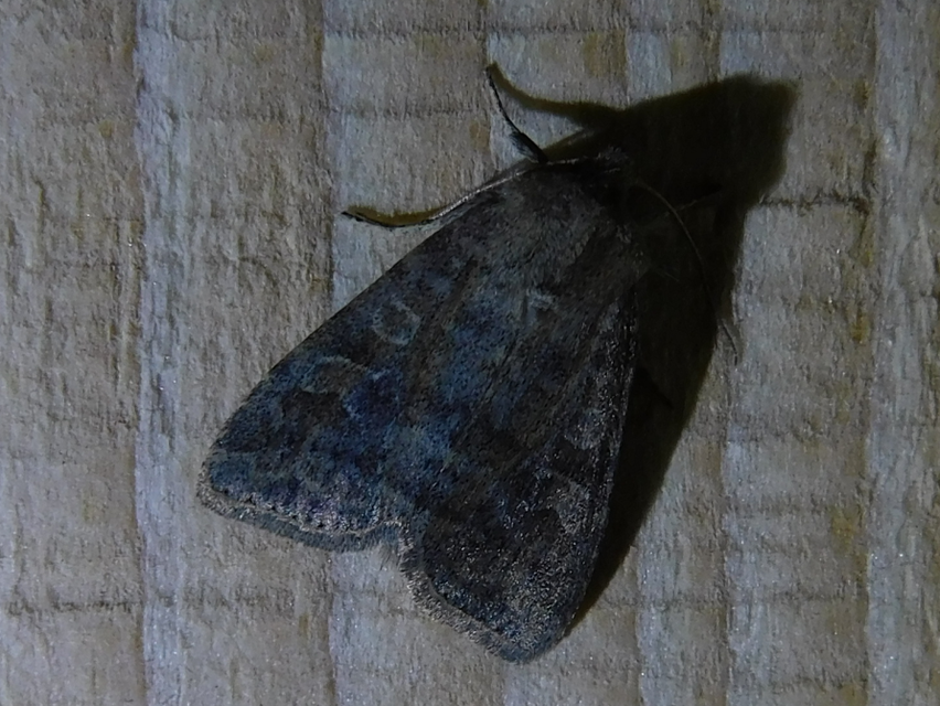 Parastichtis suspecta - sötét erdeibagoly