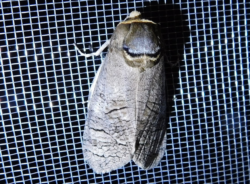 Cossus cossus - fűzfarontólepke