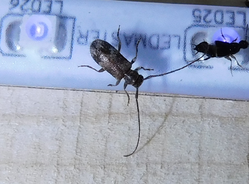 Exocentrus adspersus - tölgyfa-rőzsecincér