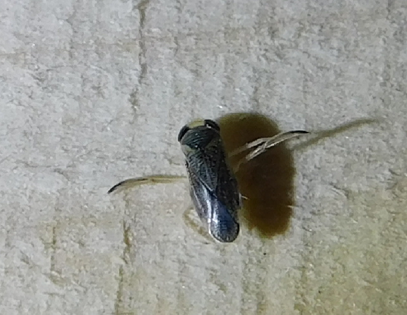 Corixidae - búvárpoloskák Corixidae - búvárpoloskák