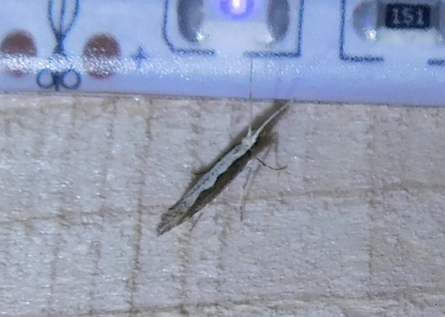 Plutella xylostella - káposztamoly