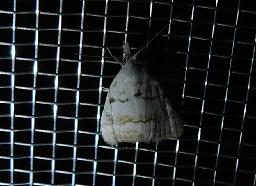 barnacsíkos pamacsosszövő - Nola aerugula