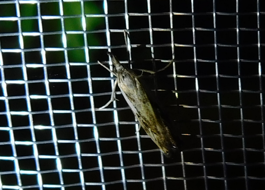 Catoptria falsella - hálós fűgyökérmoly