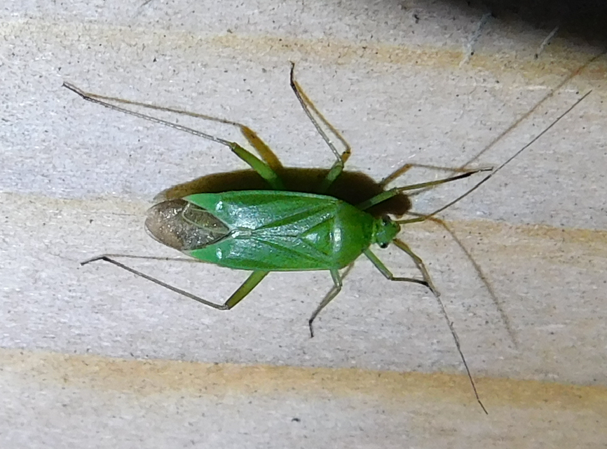 Calocoris affinis