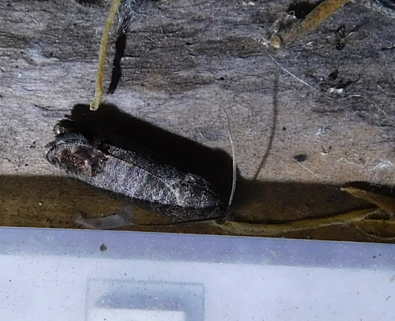 Cydia pomonella - almamoly